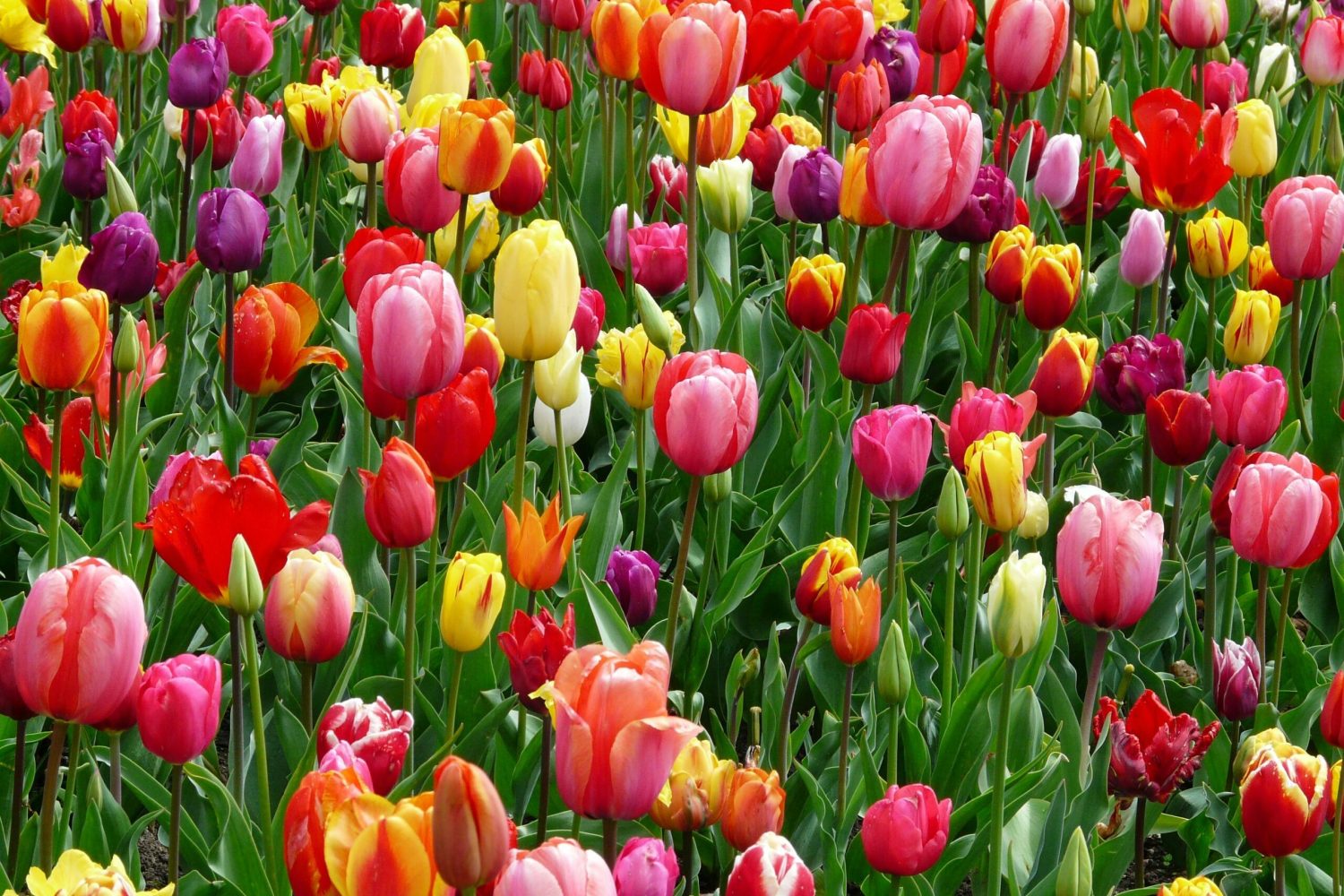 Field of colourful tulips in red, pink and yellow symbolising Easter